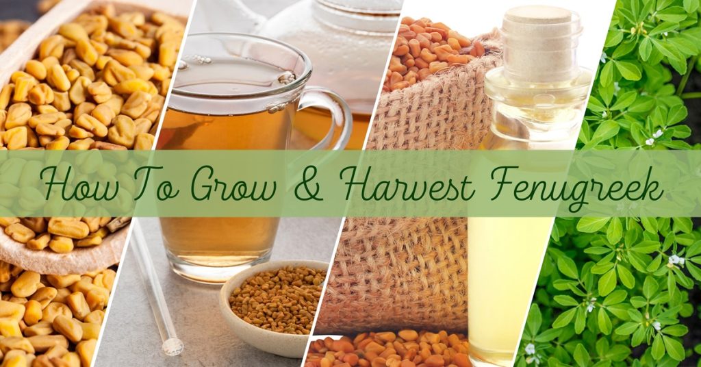 how to grow and harvest fenugreek