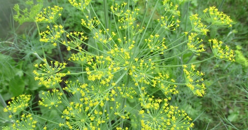 Dill benefits
