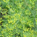 Dill benefits