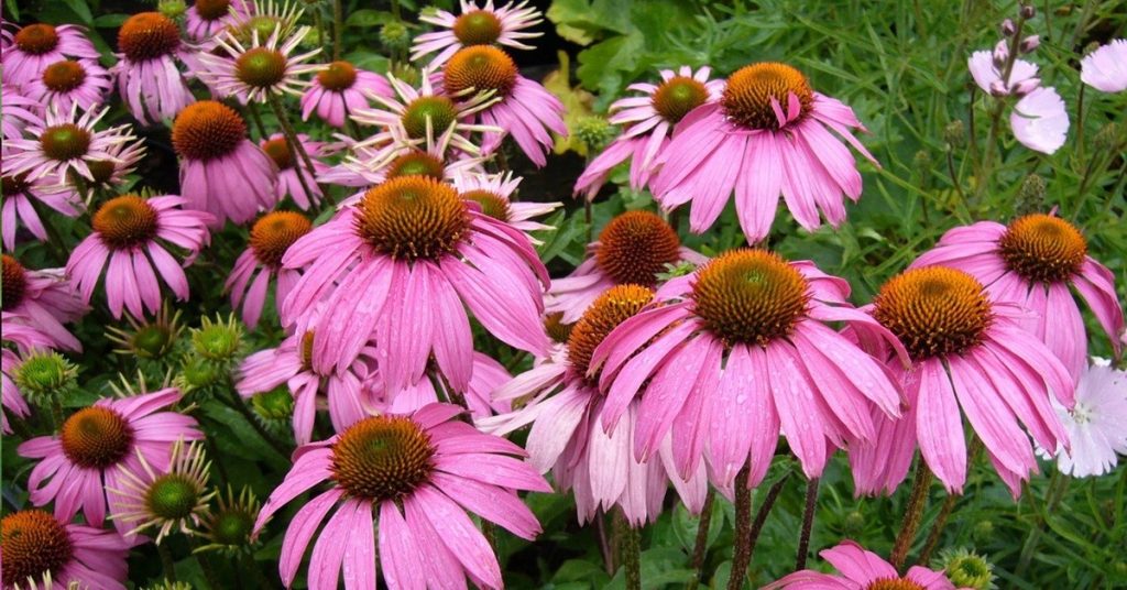 echinacea purple coneflower