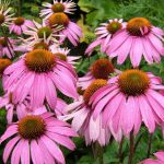 echinacea purple coneflower