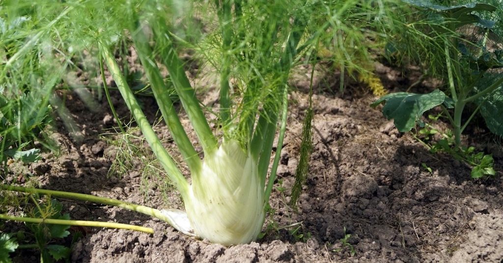 fennel benefits