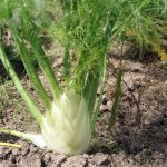 fennel benefits