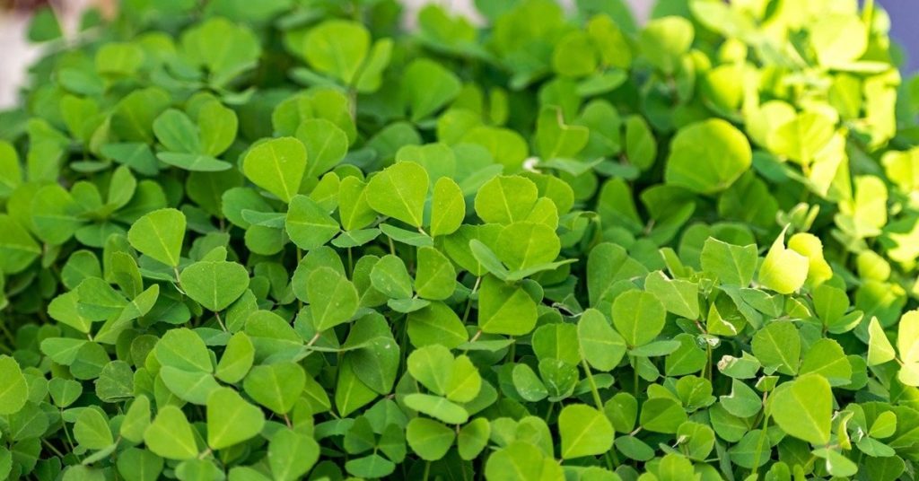 health benefits of fenugreek