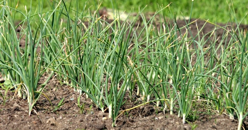 health benefits of garlic