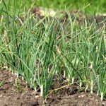 health benefits of garlic