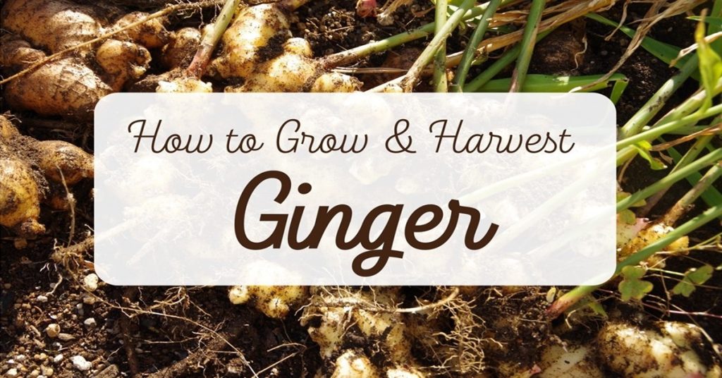 how to grow and harvest ginger