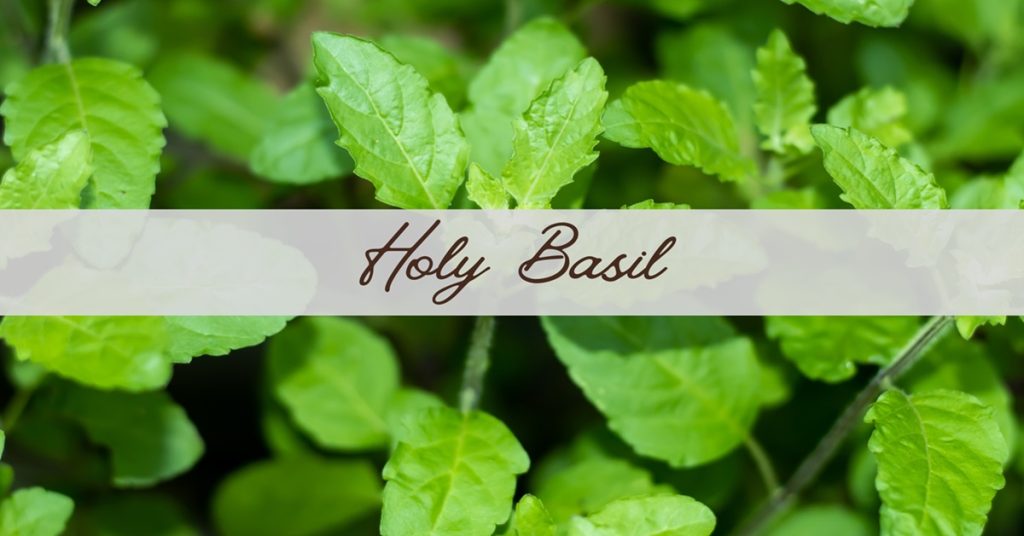 benefits of holy basil