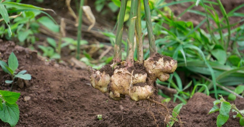 ginger benefits