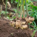 ginger benefits