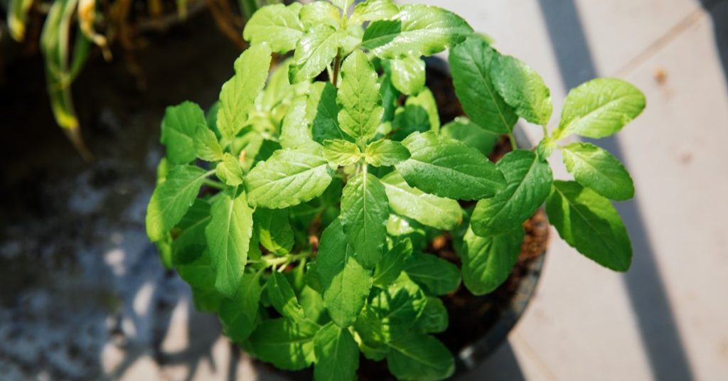 holy basil benefits