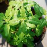 holy basil benefits