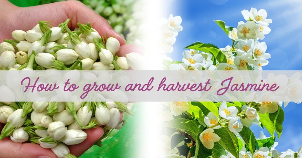 how to grow and harvest jasmine