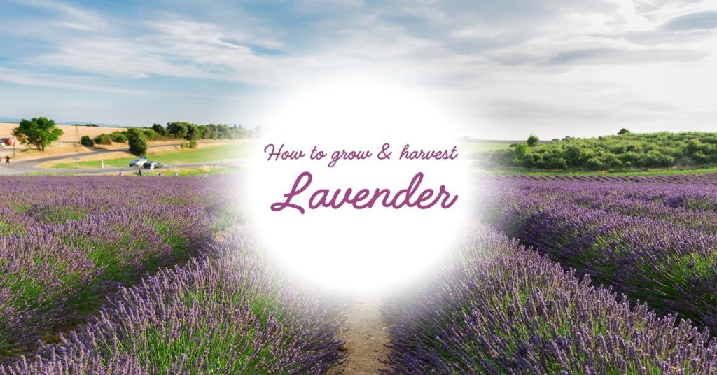 how to grow and harvest lavender