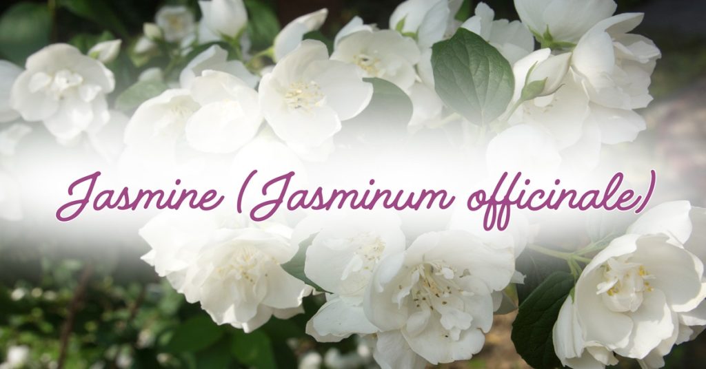 benefits of jasmine