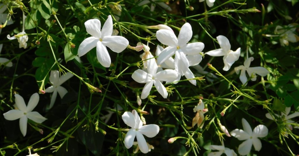 jasminum officinale