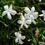 jasminum officinale