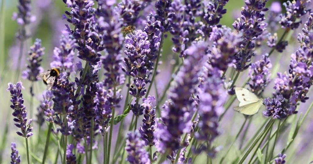 lavender benefits and uses