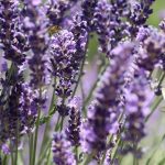 lavender benefits and uses