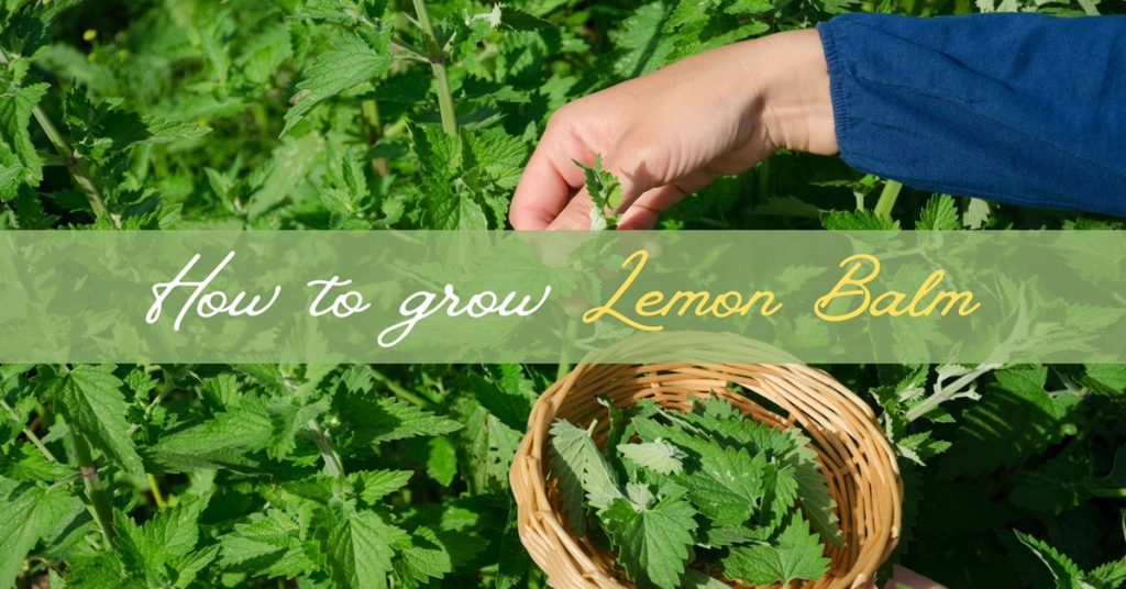 how to grow lemon balm