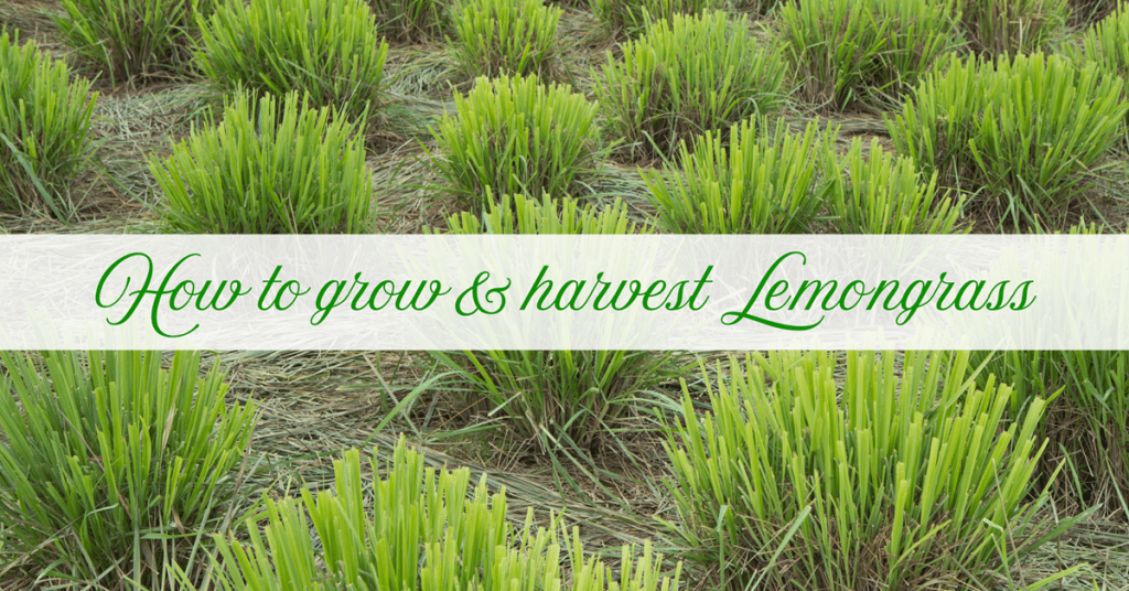 how to grow and harvest lemongrass