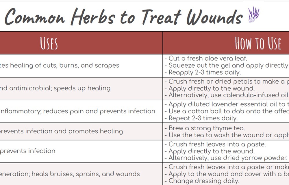 Common Herbs to Treat Wounds