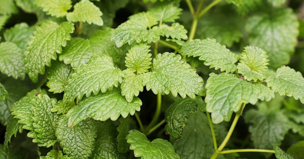 lemon balm health benefits