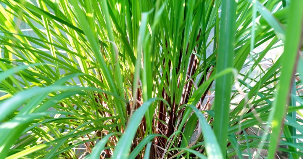 lemongrass health benefits