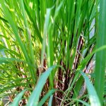 lemongrass health benefits