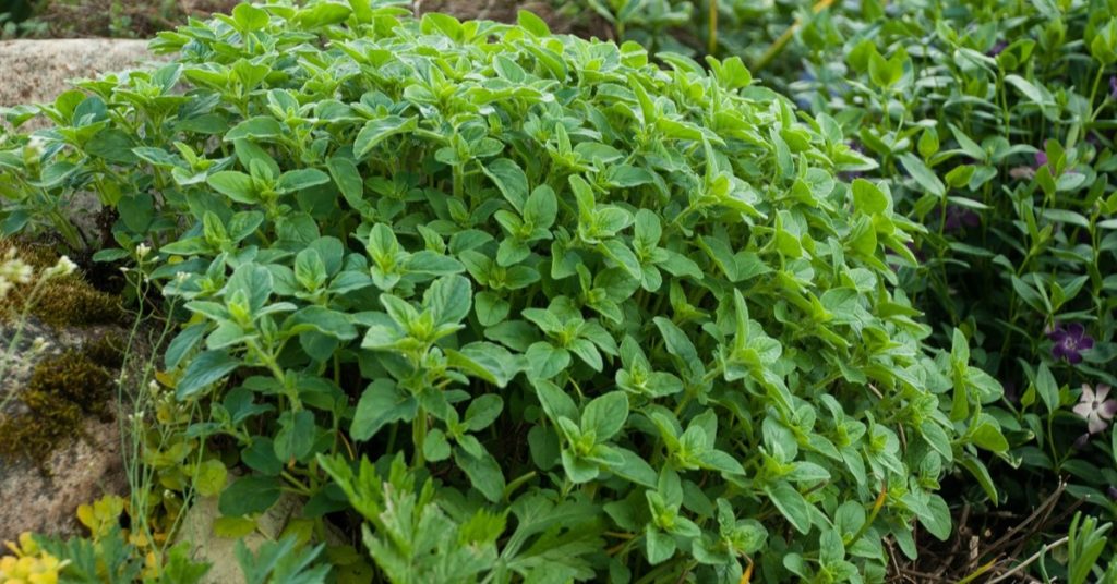 5 benefits of oregano
