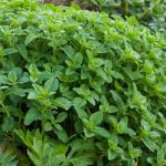 5 benefits of oregano