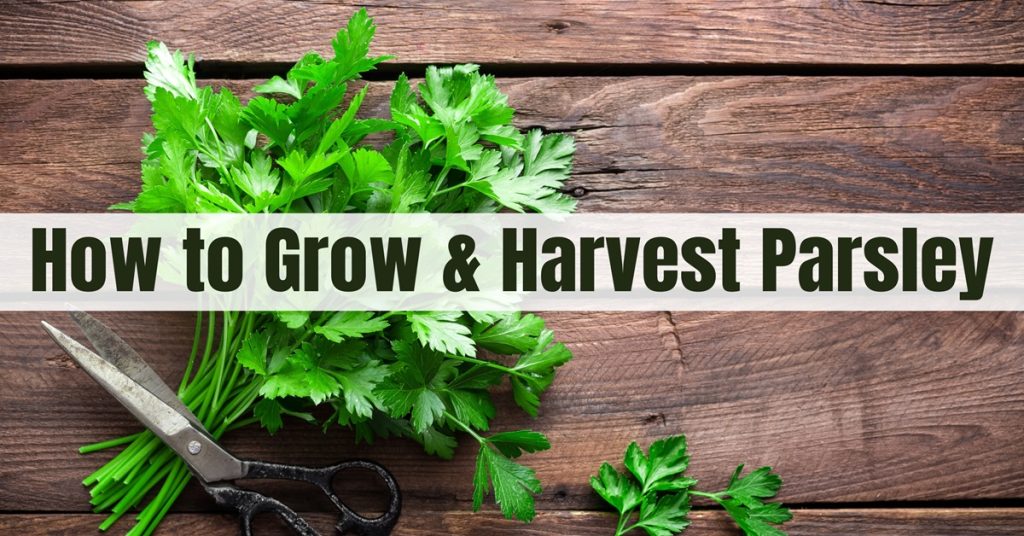 how to grow and harvest parsley