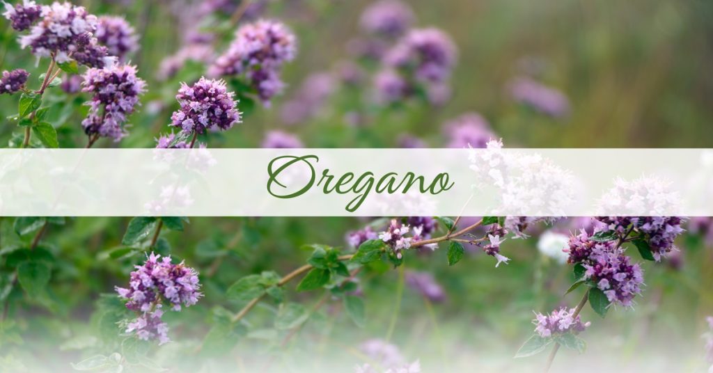 5 health benefits of oregano