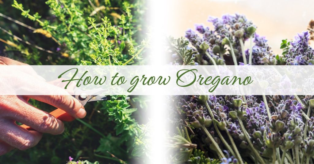 how to grow and harvest oregano