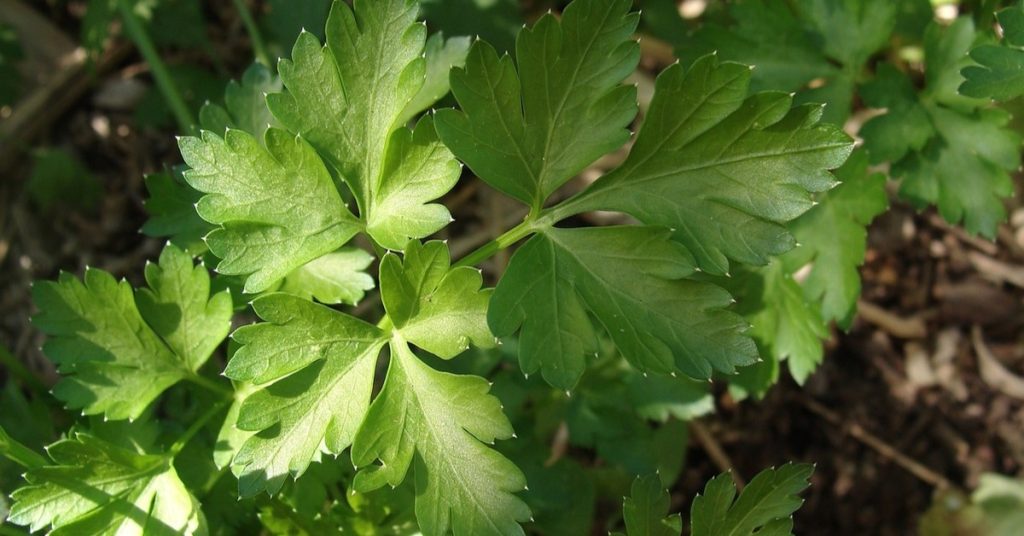 parsley health benefits