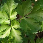 parsley health benefits