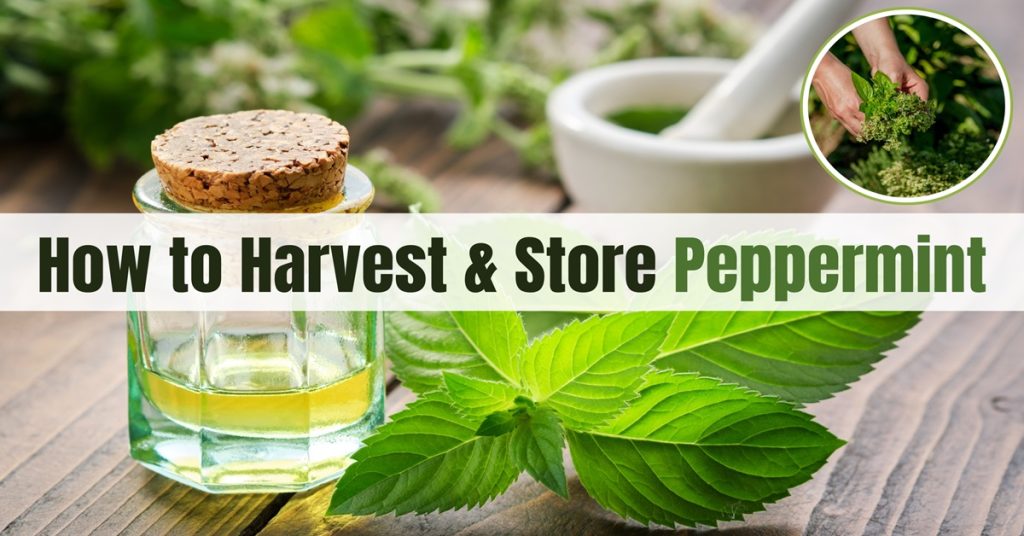 how to harvest and store peppermint