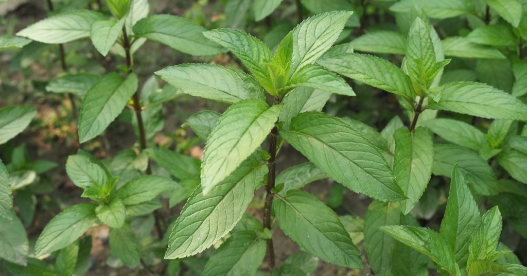5 health benefits of peppermint