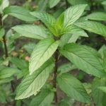 5 health benefits of peppermint